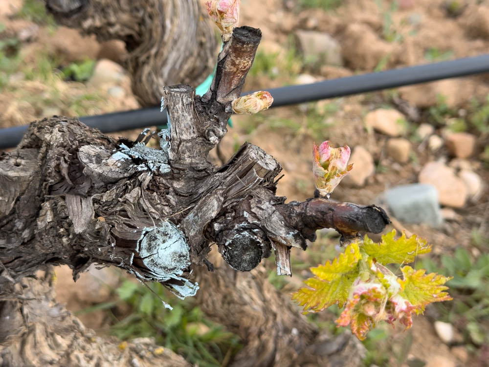 Rioja, A Love&nbsp;Letter