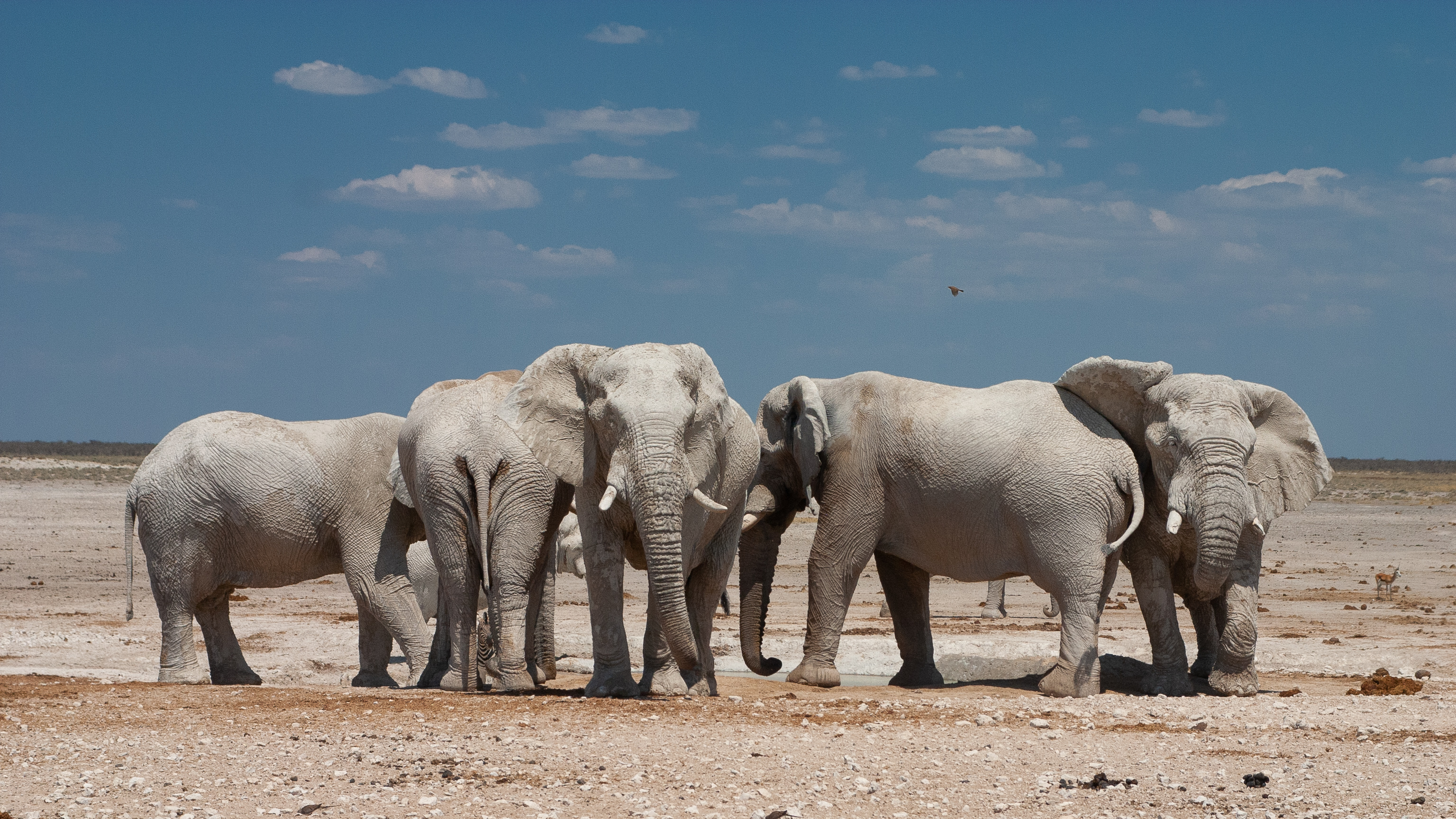 elephant