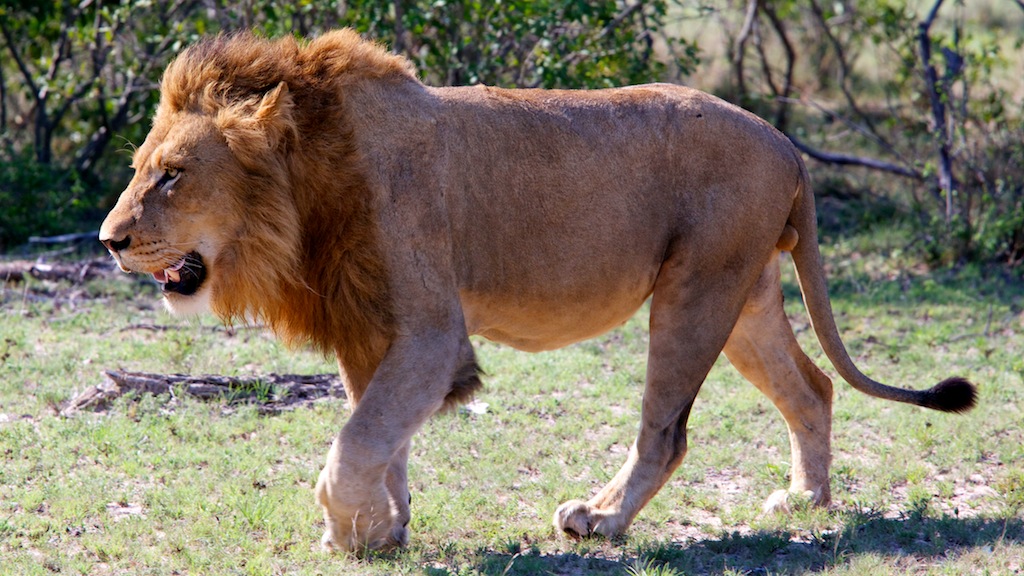 Lion